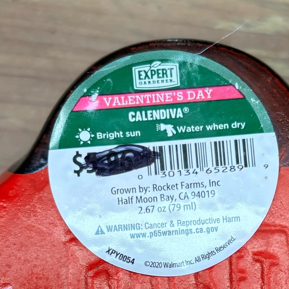 Rocket Farms Red Lovebug Ladybug Mini Planter Gold Polka Dots - Picture 9 of 10